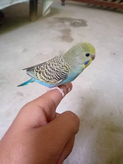 2 months budgie chick hand tame 0,,3057/9,04780 in WhatsApp