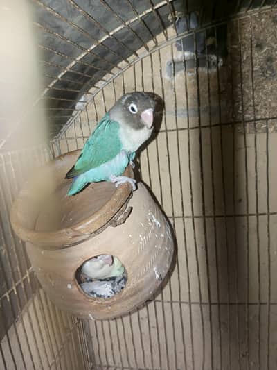 Breeder pair with egg