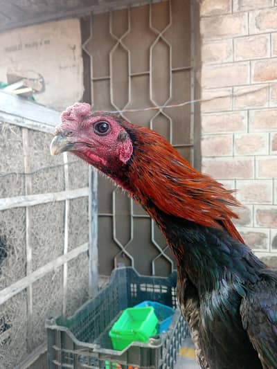 Pure dragon male black eyes