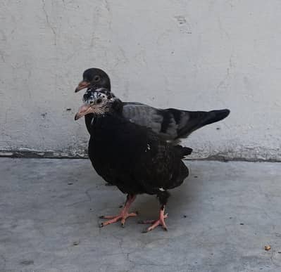 Pure Multani Nasal. Ghr k nikly bachy