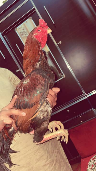 Murga dekh lo gr ka jwan huwa aseel thai