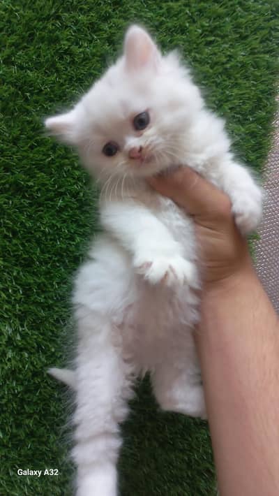 Persian kitten