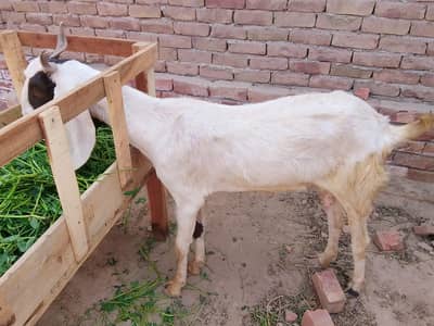 goats بکریاں for sale || dasi bakri  for sale