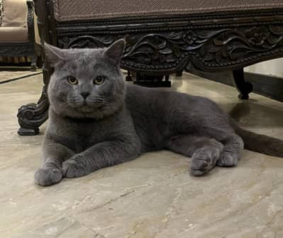 British shorthair male