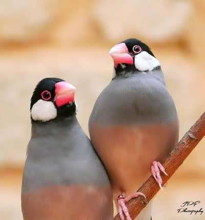 Java finches breeder pad