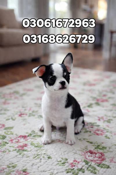 Cute Chihuahua puppy available for Adoption