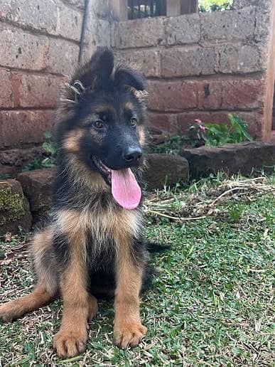 German shepherd | Puppy | GSD | Dog for sale | WhatsApp 03259746891
