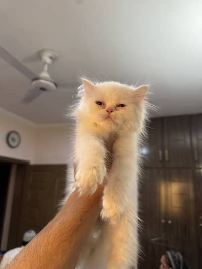Persian Punch Face Odd Eyes Kitten