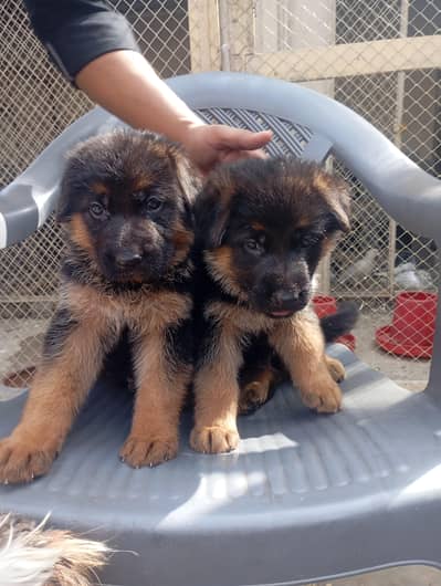 german shepherd long coat puppys