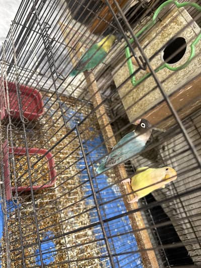 Love bird for sale with cage