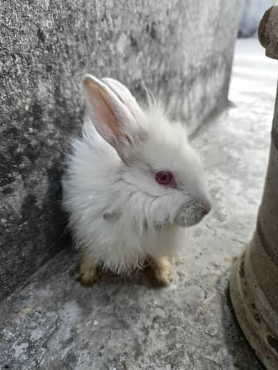7-Month Old Angora Rabbit Family for Sale – Healthy & Fluffy