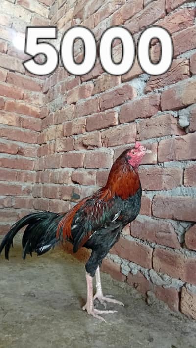 Mianwale Male, Thai Female