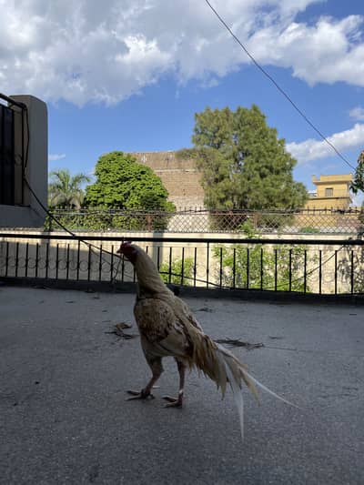 Shajra Aseel For Sale