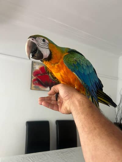 blue and gold macaw chicks for sale age 3 month
