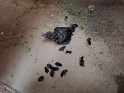 4 haseel murgiya 3 golden mesri 2 murgy 28 Hassel bachy