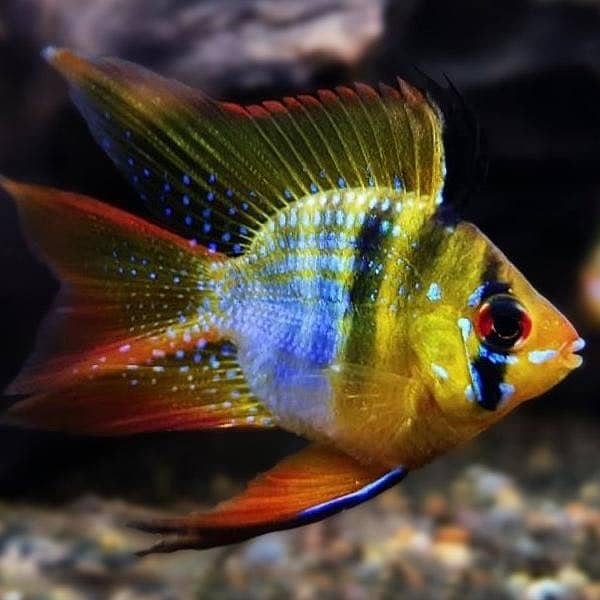Paradise gourami, german rams , albino arowana, severum, angels - Fish ...