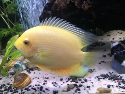 Paradise gourami, german rams , albino arowana, severum, angels