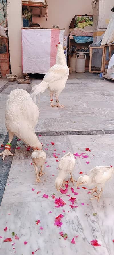 Heera breader for sale also Heera chicks available  white nok nali