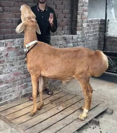 Big Size Top Quality Dumba