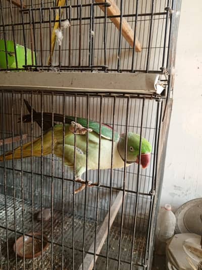 Raw Parrots/Raw pairs