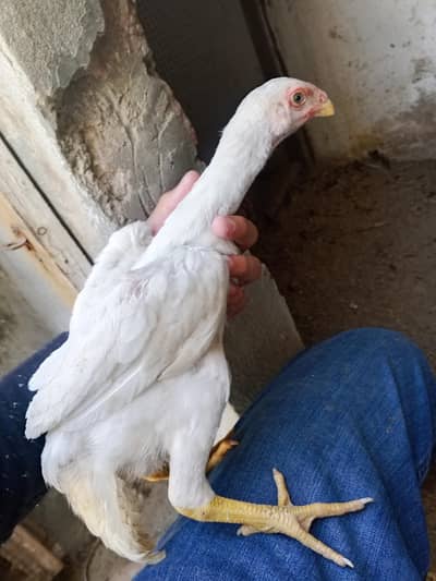 white shaamu imported blood German Shamu