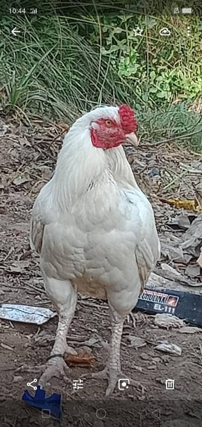 aseel murgha Madiyan for sale