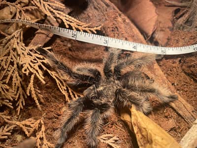 Tarantula curly hair