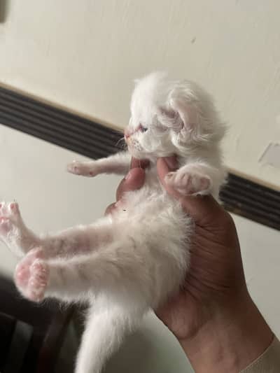 Pure white persion triple coated kittens