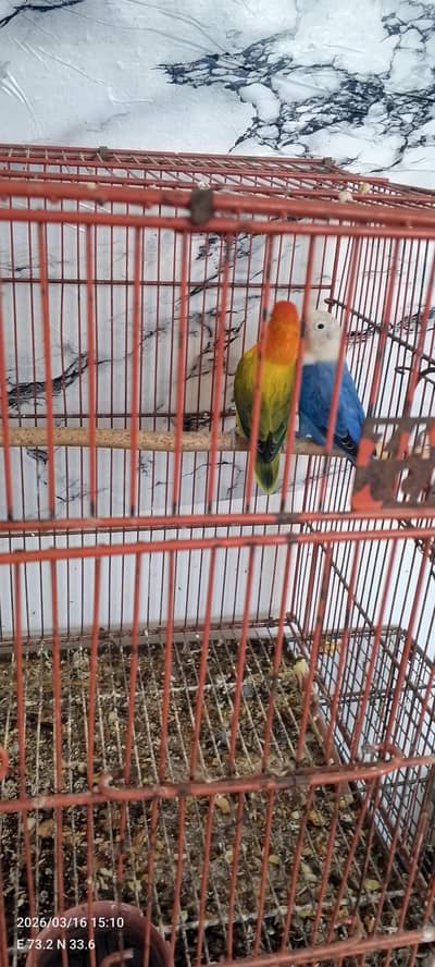 1pair of lovebirds