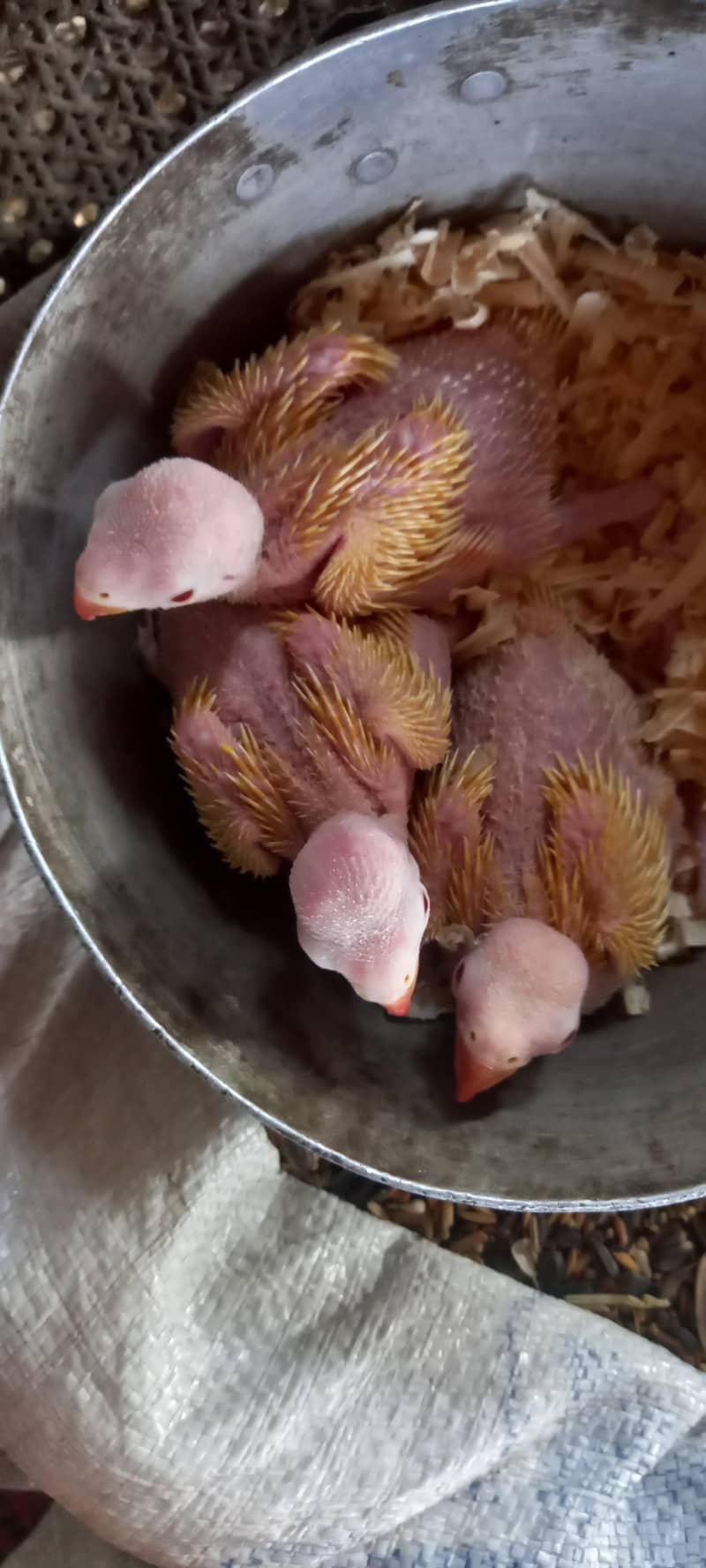 chicks available 0