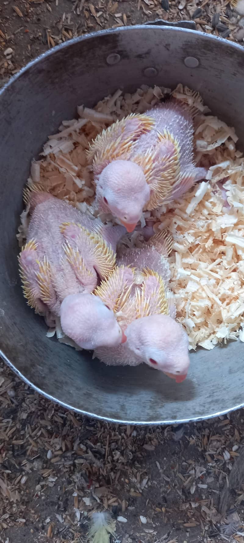 chicks available 1