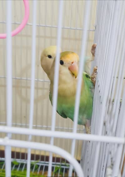 selling 2 pairs of lovebirds(4 lovebirds)