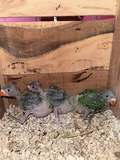 Ringneck chicks mithu