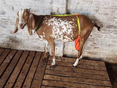 Makki cheeni goat doodh Wali bakri