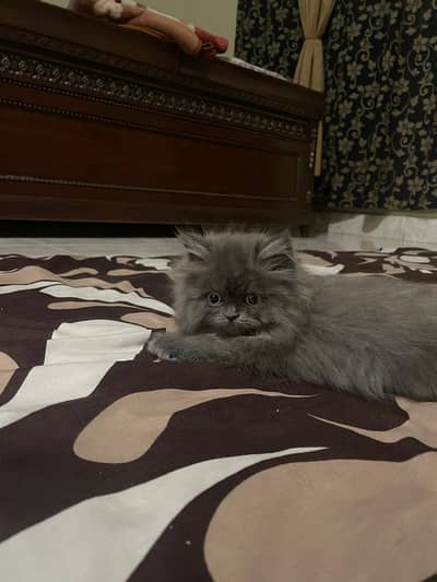 Persian Female Kitten