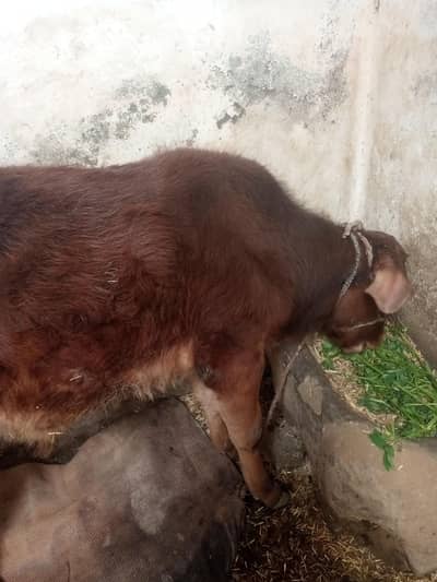 Baby Cow for sale