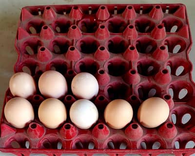 Fertile Eggs of paper white Heera aseel fr sale.