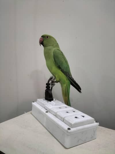 ringneck parrot for sale 4 month baby