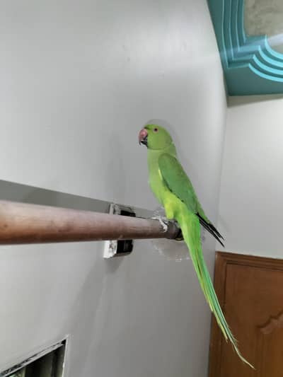 ringneck parrot for sale 4 month baby