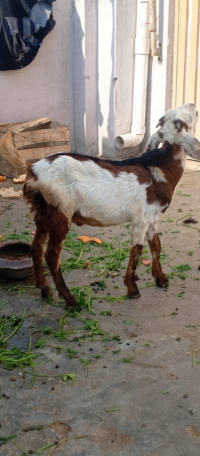 Beautiful Pure Desi Bakra contact 03454162260