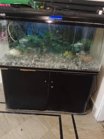 fish aquarium
