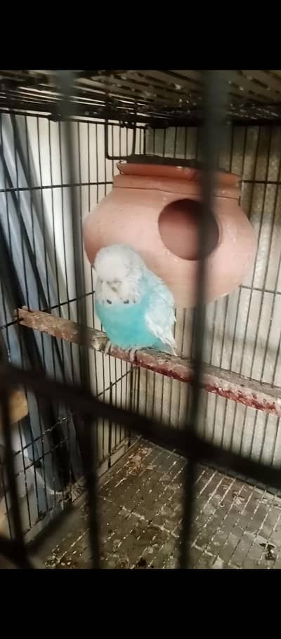 cocktails breeder pair / exhibition budgries pair