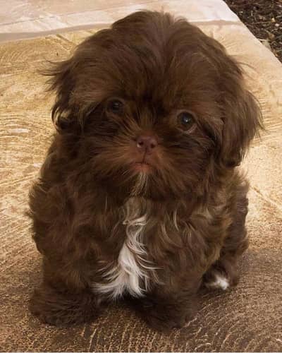 Shihtzu male puppy 03075273683