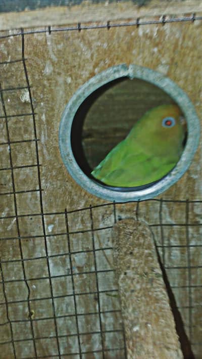 natini persnata red eye breeder pair and creimino breeder pair hy