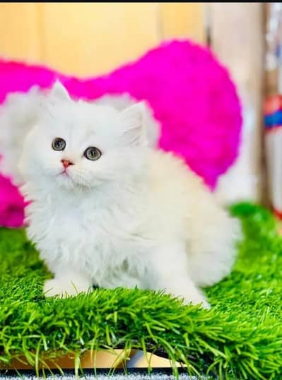 Persian cat for sale my WhatsApp number 0334-98-67-906