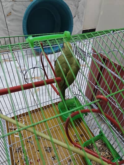 Parrot For Sale