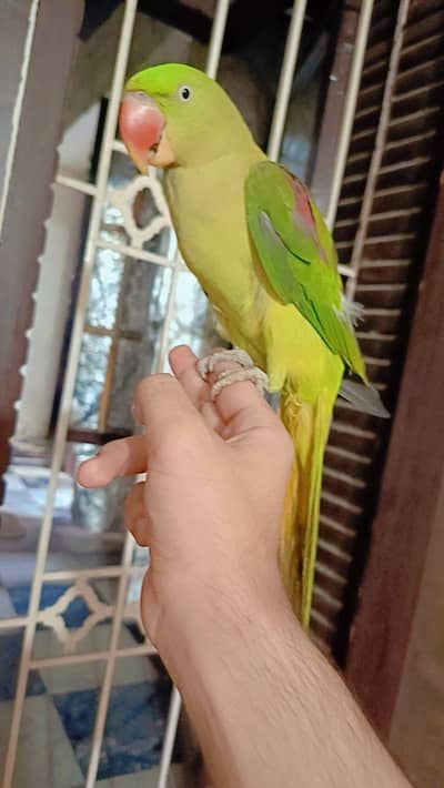 Raw female full tame hai talking karti hai talking ki guaranty hugi