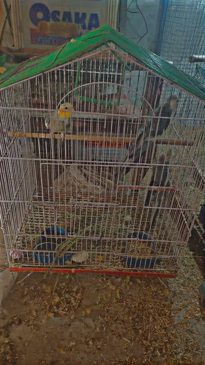 cocktail breeder pair and charcoal male breeder available hy