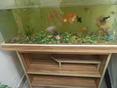 aquarium with fishes and water pump