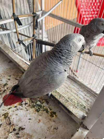 African grey pair for sale
